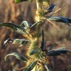 Xanthium spinosum (Bathurst Burr) at Paddys River, ACT - 31 Mar 2015 by michaelb