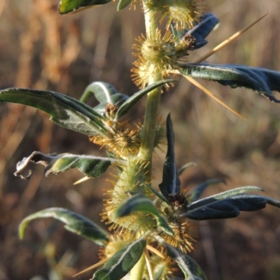 Xanthium spinosum (Bathurst Burr) at Paddys River, ACT - 31 Mar 2015 by michaelb