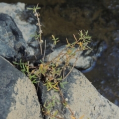 Alternanthera denticulata (Lesser Joyweed) at Paddys River, ACT - 31 Mar 2015 by MichaelBedingfield