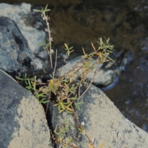 Alternanthera denticulata at Paddys River, ACT - 31 Mar 2015 06:16 PM