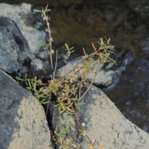 Alternanthera denticulata at Paddys River, ACT - 31 Mar 2015