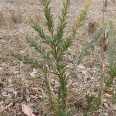 Acacia buxifolia subsp. buxifolia (Box-leaf Wattle) at Farrer, ACT - 6 Apr 2015 by Mike