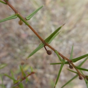 Acacia ulicifolia at Farrer, ACT - 6 Apr 2015