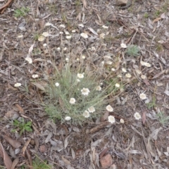 Leucochrysum albicans subsp. tricolor (Hoary Sunray) at Farrer, ACT - 6 Apr 2015 by Mike