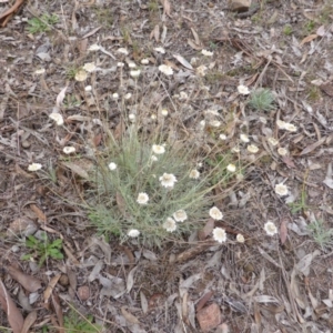 Leucochrysum albicans subsp. tricolor at Farrer, ACT - 6 Apr 2015