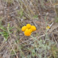 Chrysocephalum apiculatum (Common Everlasting) at Farrer, ACT - 6 Apr 2015 by Mike