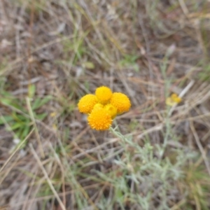 Chrysocephalum apiculatum at Farrer, ACT - 6 Apr 2015