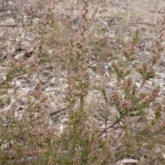 Unverified at Farrer, ACT - 6 Apr 2015 by Mike