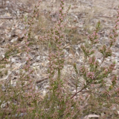 Unverified at Farrer, ACT - 6 Apr 2015 by Mike