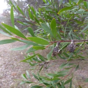 Hakea salicifolia at Isaacs Ridge - 6 Apr 2015