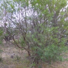 Hakea salicifolia at Isaacs Ridge - 6 Apr 2015 04:59 PM