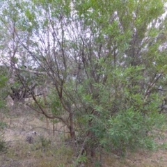 Hakea salicifolia at Isaacs Ridge - 6 Apr 2015