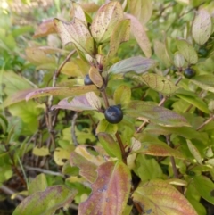 Lonicera japonica at Jerrabomberra, ACT - 31 Mar 2015