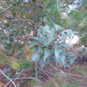 Brachychiton populneus subsp. populneus at Isaacs, ACT - 31 Mar 2015