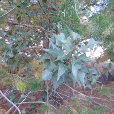 Brachychiton populneus subsp. populneus (Kurrajong) at Isaacs, ACT - 31 Mar 2015 by Mike