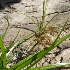 Cyperus eragrostis (Umbrella Sedge) at Isaacs Ridge and Nearby - 29 Mar 2015 by Mike