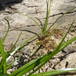 Cyperus eragrostis at Jerrabomberra, ACT - 29 Mar 2015