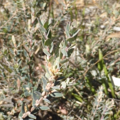 Brachyloma daphnoides (Daphne Heath) at Jerrabomberra, ACT - 29 Mar 2015 by Mike