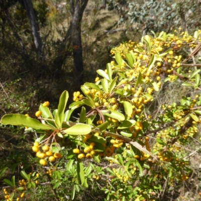 Pyracantha fortuneana (Firethorn) at Isaacs Ridge - 28 Mar 2015 by Mike