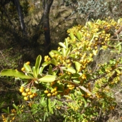 Pyracantha fortuneana (Firethorn) at Jerrabomberra, ACT - 28 Mar 2015 by Mike