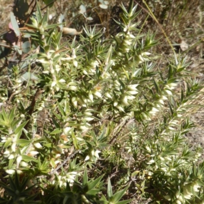 Melichrus urceolatus (Urn Heath) at Isaacs Ridge - 29 Mar 2015 by Mike