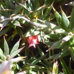 Styphelia humifusum (Cranberry Heath) at Jerrabomberra, ACT - 29 Mar 2015 by Mike