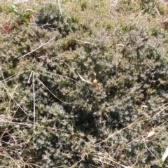 Styphelia humifusum at Jerrabomberra, ACT - 29 Mar 2015