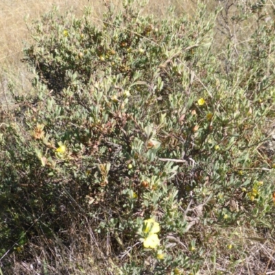 Hibbertia obtusifolia (Grey Guinea-flower) at Jerrabomberra, ACT - 29 Mar 2015 by Mike