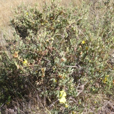 Hibbertia obtusifolia (Grey Guinea-flower) at Jerrabomberra, ACT - 28 Mar 2015 by Mike