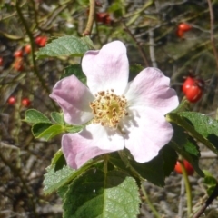 Rosa rubiginosa (Sweet Briar, Eglantine) at Jerrabomberra, ACT - 28 Mar 2015 by Mike