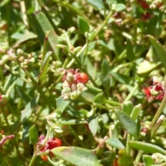 Einadia nutans subsp. nutans (Climbing Saltbush) at Isaacs Ridge - 29 Mar 2015 by Mike