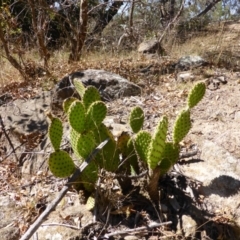 Opuntia sp. (Prickly Pear) at Jerrabomberra, ACT - 28 Mar 2015 by Mike