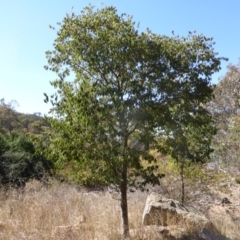 Celtis australis (Nettle Tree) at Jerrabomberra, ACT - 29 Mar 2015 by Mike