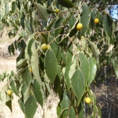 Celtis australis at Jerrabomberra, ACT - 29 Mar 2015 10:20 AM