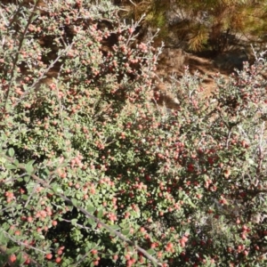 Cotoneaster rotundifolius at Jerrabomberra, ACT - 22 Mar 2015