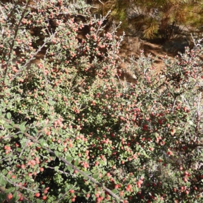 Cotoneaster rotundifolius (A Cotoneaster) at Jerrabomberra, ACT - 22 Mar 2015 by Mike