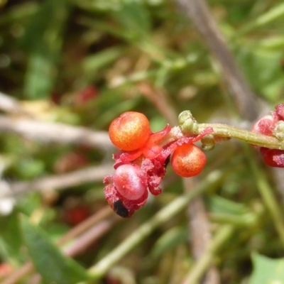 Einadia nutans subsp. nutans (Climbing Saltbush) at Isaacs Ridge Offset Area - 17 Mar 2015 by Mike