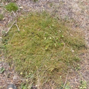 Einadia nutans subsp. nutans at Isaacs Ridge Offset Area - 17 Mar 2015
