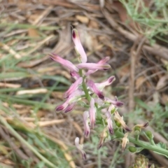 Fumaria sp. (Fumitory) at Isaacs Ridge Offset Area - 17 Mar 2015 by Mike