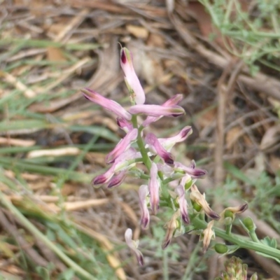 Fumaria sp. (Fumitory) at Jerrabomberra, ACT - 17 Mar 2015 by Mike