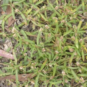 Alternanthera denticulata at Jerrabomberra, ACT - 17 Mar 2015 11:07 AM