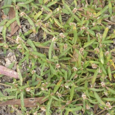 Alternanthera denticulata (Lesser Joyweed) at Jerrabomberra, ACT - 17 Mar 2015 by Mike