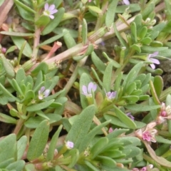 Lythrum hyssopifolia (Small Loosestrife) at Isaacs Ridge and Nearby - 17 Mar 2015 by Mike