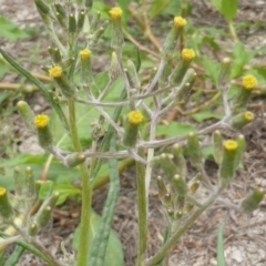 Senecio (genus) (A Fireweed) at Jerrabomberra, ACT - 17 Mar 2015 by Mike