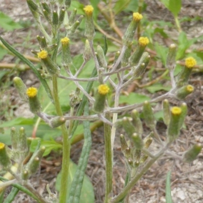 Senecio (genus) (A Fireweed) at Jerrabomberra, ACT - 17 Mar 2015 by Mike