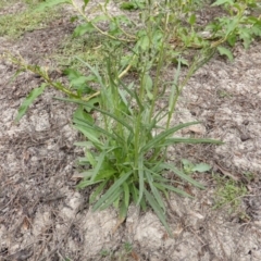 Senecio sp. at Jerrabomberra, ACT - 17 Mar 2015 11:03 AM