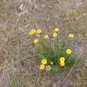 Xerochrysum viscosum at Isaacs Ridge Offset Area - 17 Mar 2015 10:53 AM