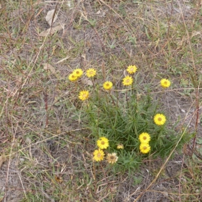 Xerochrysum viscosum (Sticky Everlasting) at Isaacs Ridge Offset Area - 16 Mar 2015 by Mike