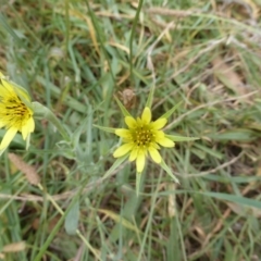 Tragopogon dubius (Goatsbeard) at ISA100: Long Gully Rd/Mugga Lane - 16 Mar 2015 by Mike