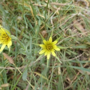 Tragopogon dubius at Jerrabomberra, ACT - 17 Mar 2015